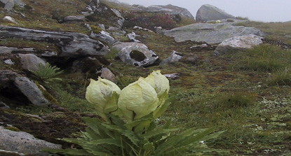 Adaptation Scenarios